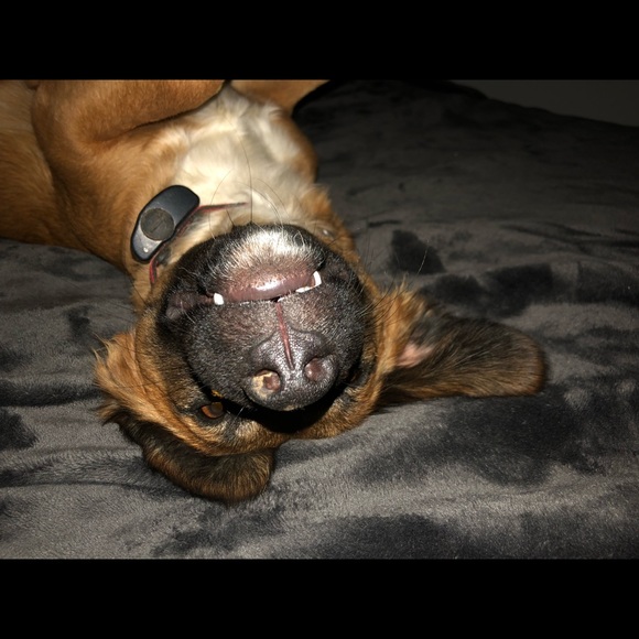 Meet your Posher, Holly - Picture 3 of 12